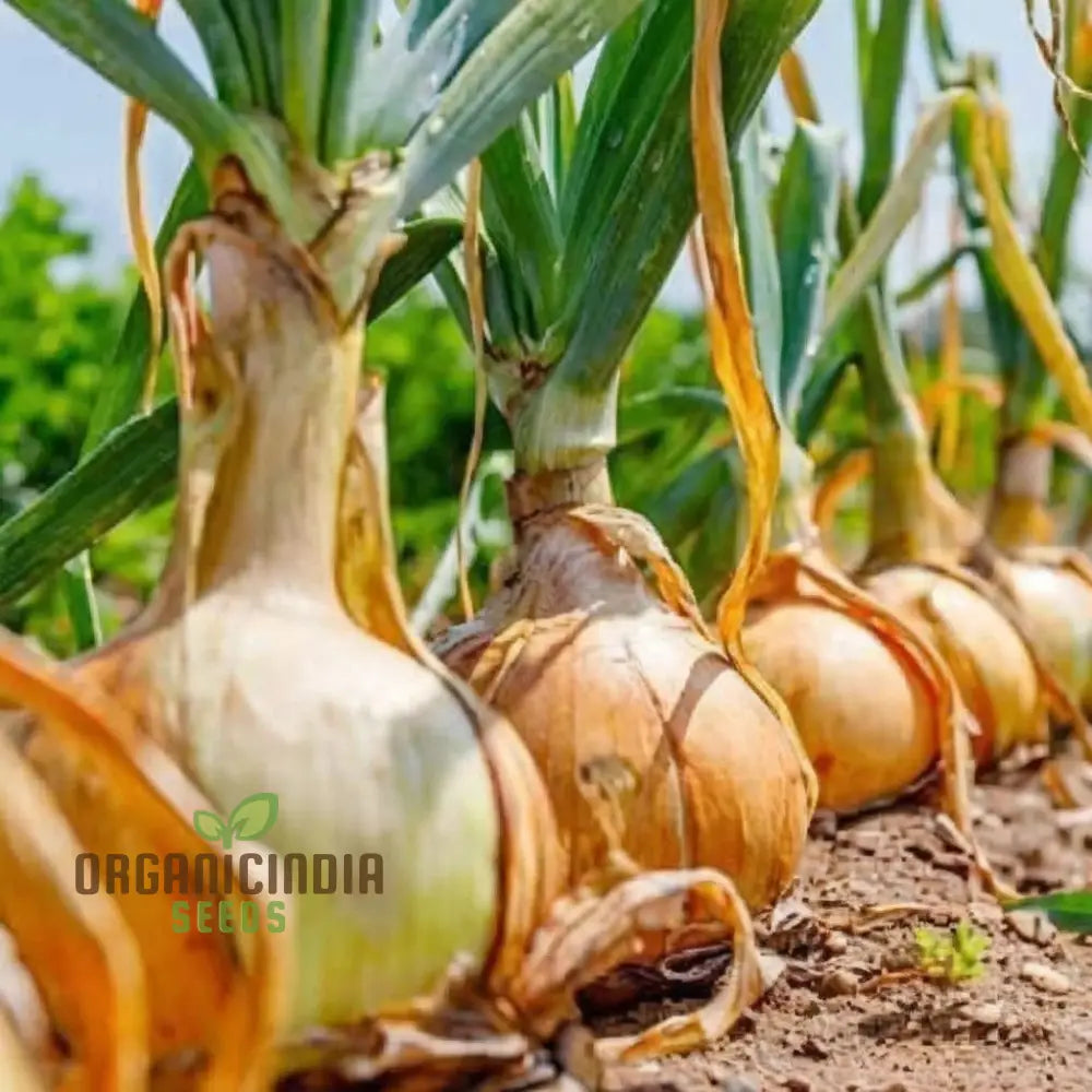 Overwinter Japanese Onion Seeds – Elevate Your Gardening With Resilient Flavorful Onions For All