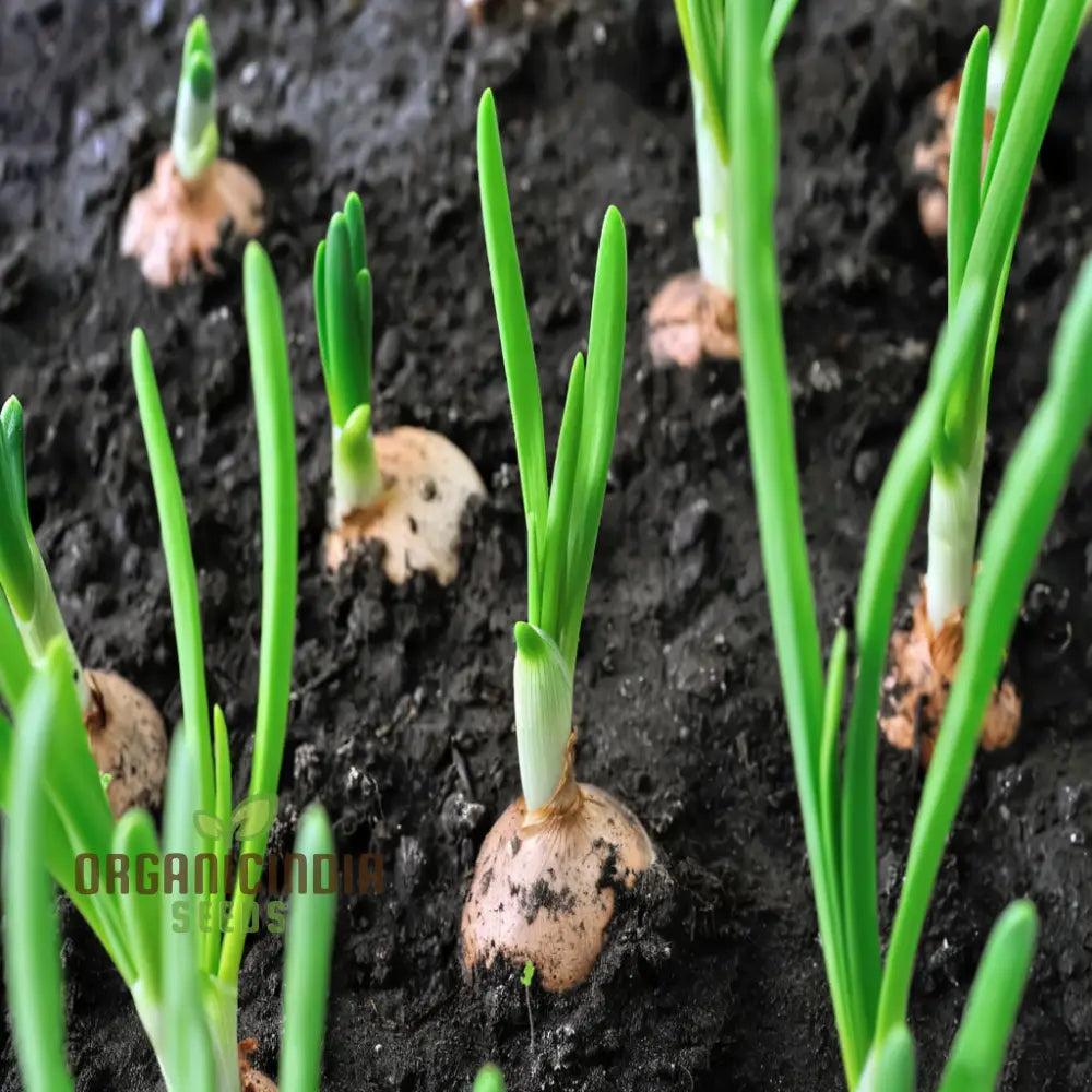 Overwinter Japanese Onion Seeds – Elevate Your Gardening With Resilient Flavorful Onions For All