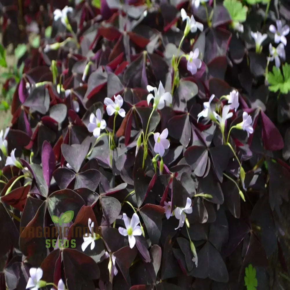 Oxalis Bulbs Purple Shamrock Lucky Flowers For Planting Triangular Is (3 Planting)