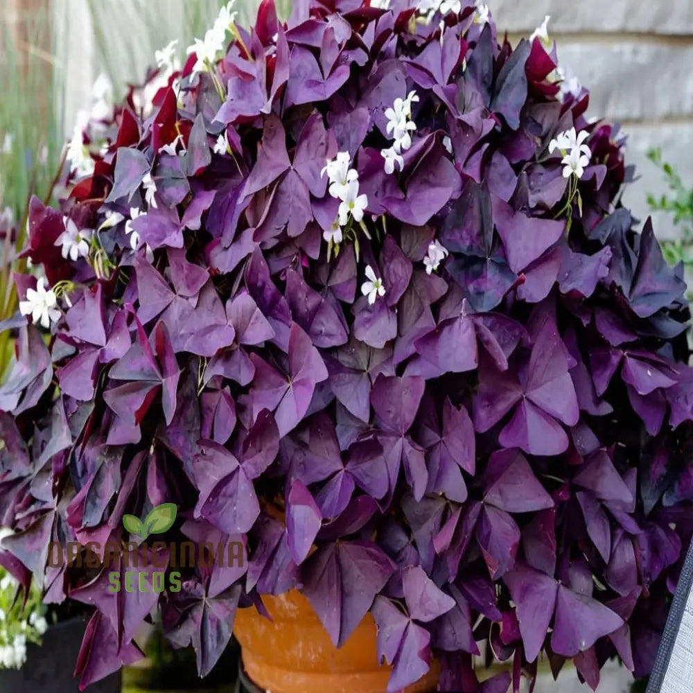 Oxalis Bulbs Purple Shamrock Lucky Flowers For Planting Triangular Is (3 Planting)