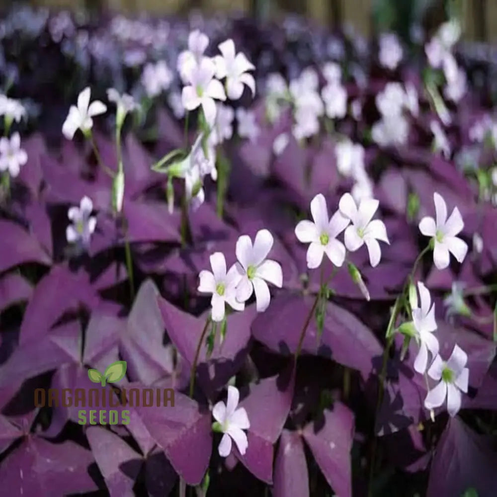 Oxalis Bulbs Purple Shamrock Lucky Flowers For Planting Triangular Is (3 Planting)