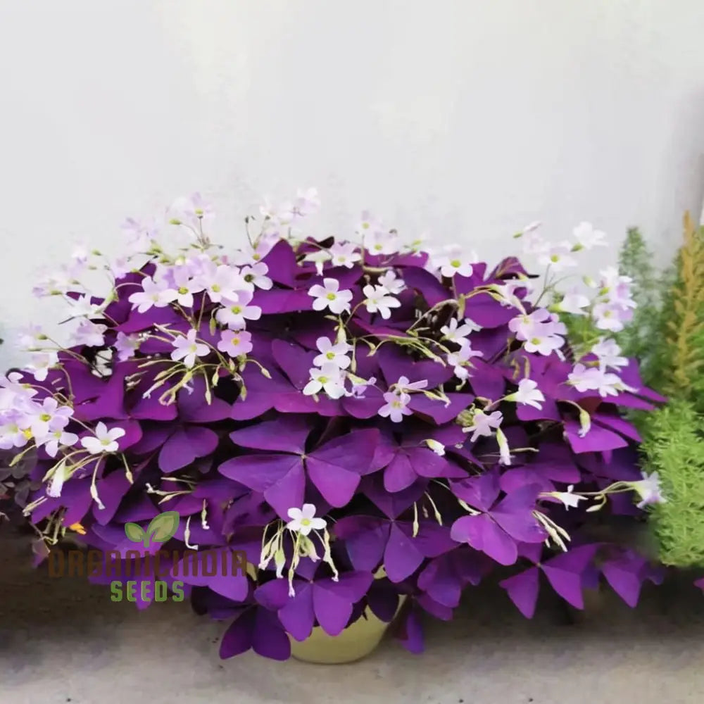 Oxalis Bulbs Purple Shamrock Lucky Flowers For Planting Triangular Is (3 Planting)