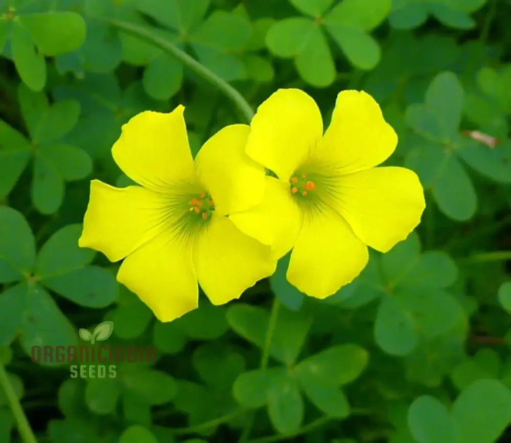 Oxalis Wood Sorrel Flower Seeds For Planting Easy-To-Grow A Beautiful Garden Seeds