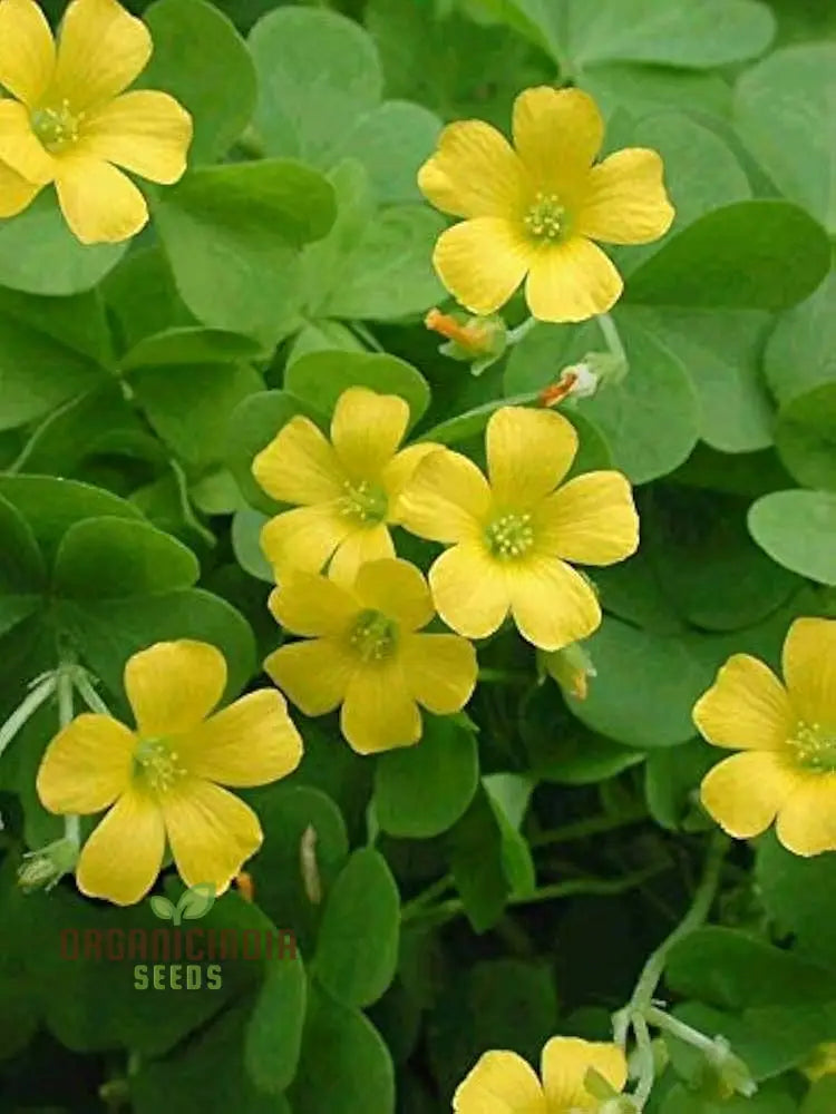 Oxalis Wood Sorrel Flower Seeds For Planting Easy-To-Grow A Beautiful Garden Seeds