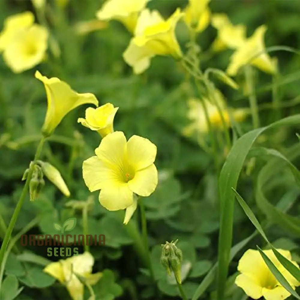 Oxalis Wood Sorrel Flower Seeds For Planting Easy-To-Grow A Beautiful Garden Seeds