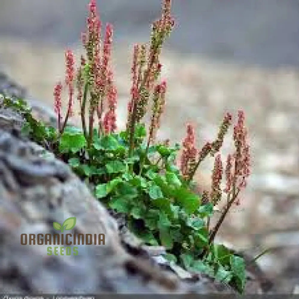 Oxyria Dignya Seeds For Gardening Enthusiasts - Hardy Perennial