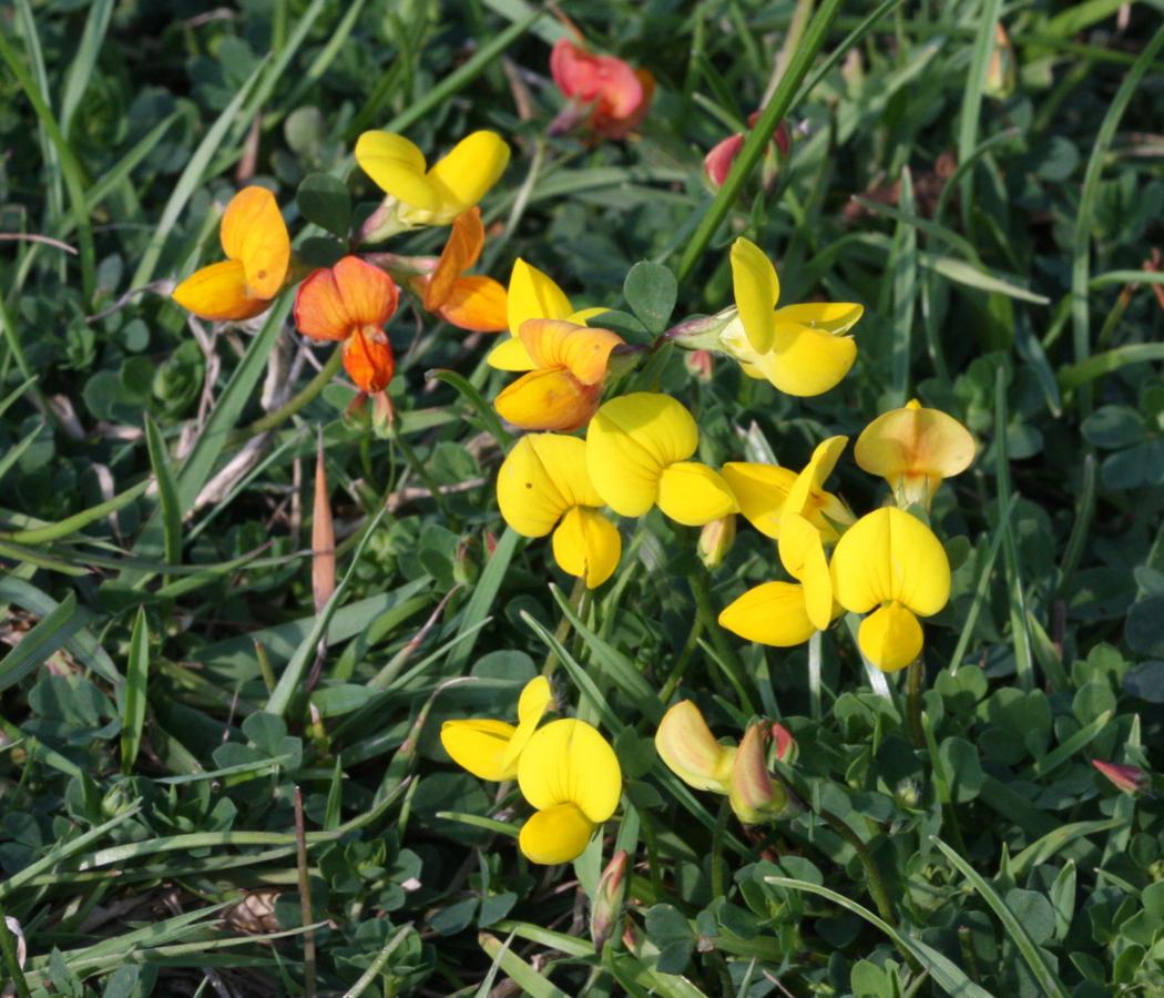 Bird's Foot Trefoil Seeds for Planting, Vibrant Gardens and Pollinator Havens - Discover Hardy Perennial Wildflowers!