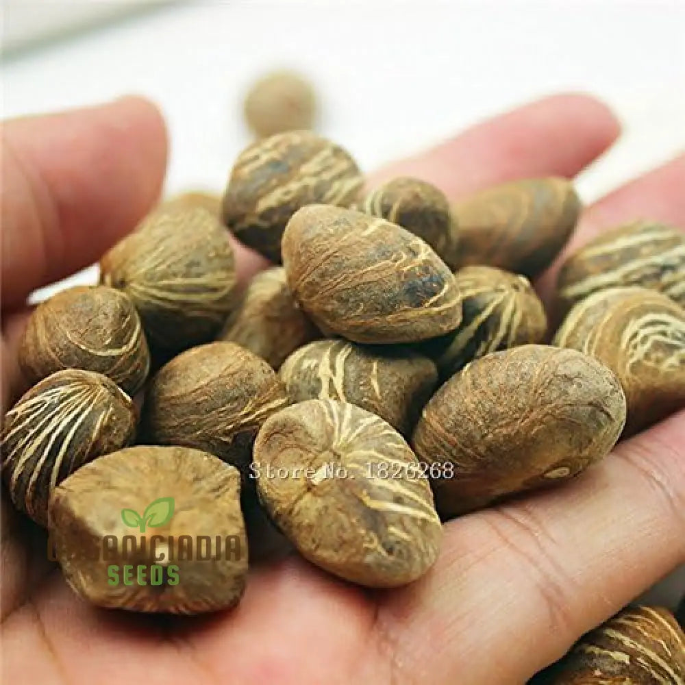 Pachira Plant Seeds 2 Pcs For Sale Fresh Seed Pack Indoor