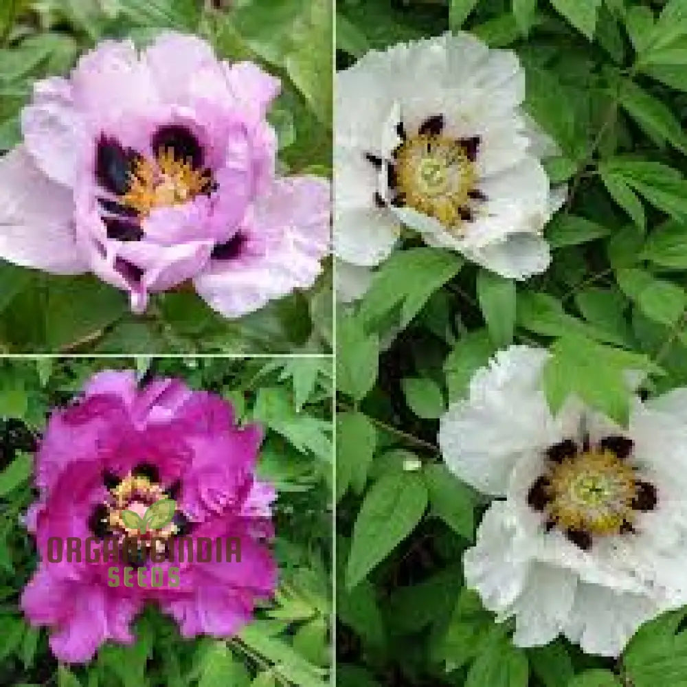 Paeonia Rockii Mixed Colours Seeds For Spectacular Garden Blooms - Gardening Delights