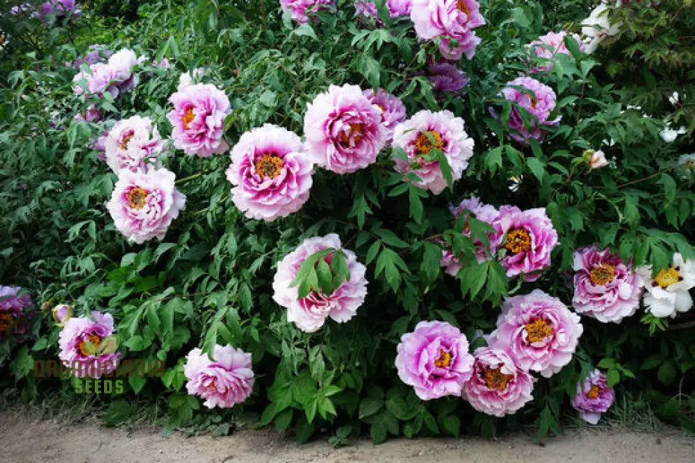 Paeonia Rockii Mixed Colours Seeds For Spectacular Garden Blooms - Gardening Delights