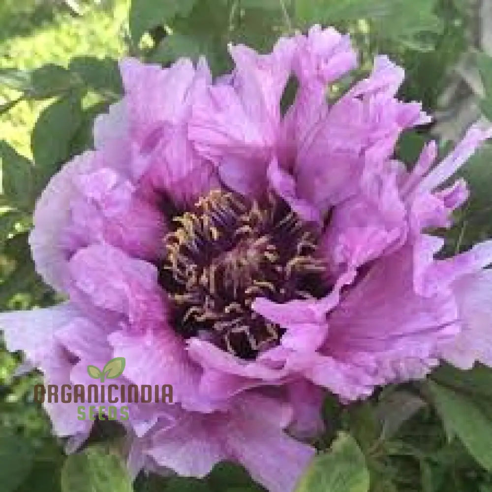 Paeonia Rockii Mixed Colours Seeds For Spectacular Garden Blooms - Gardening Delights