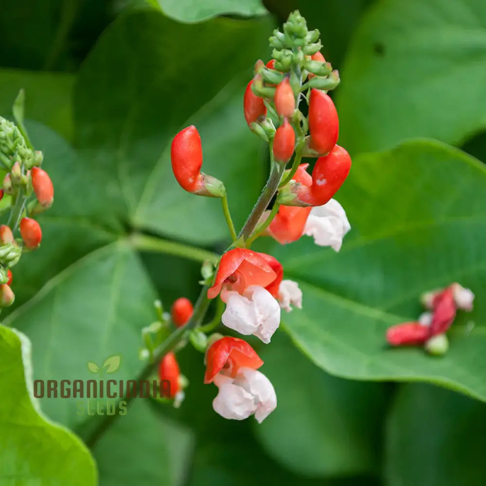 Painted Lady Improved Runner Bean Vegetable Seeds Premium Quality For Your Garden