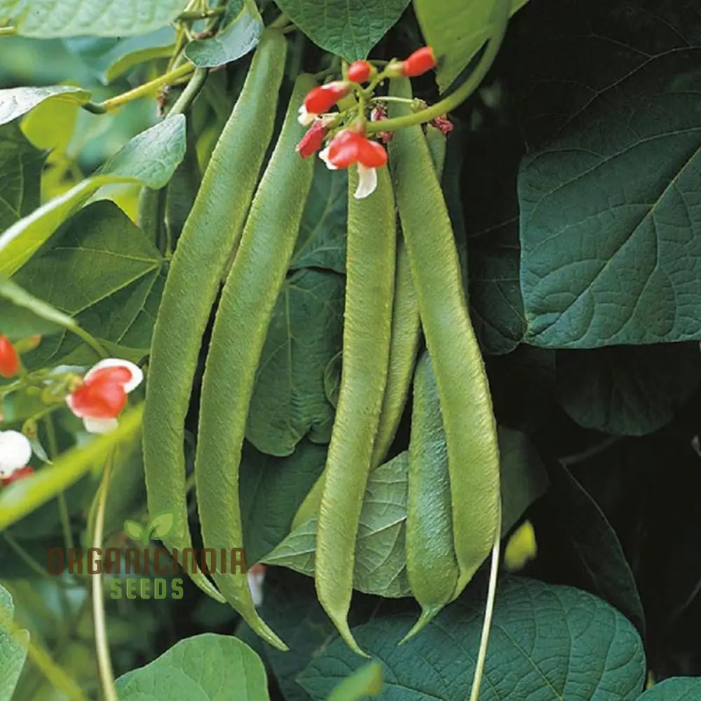 Painted Lady Improved Runner Bean Vegetable Seeds Premium Quality For Your Garden