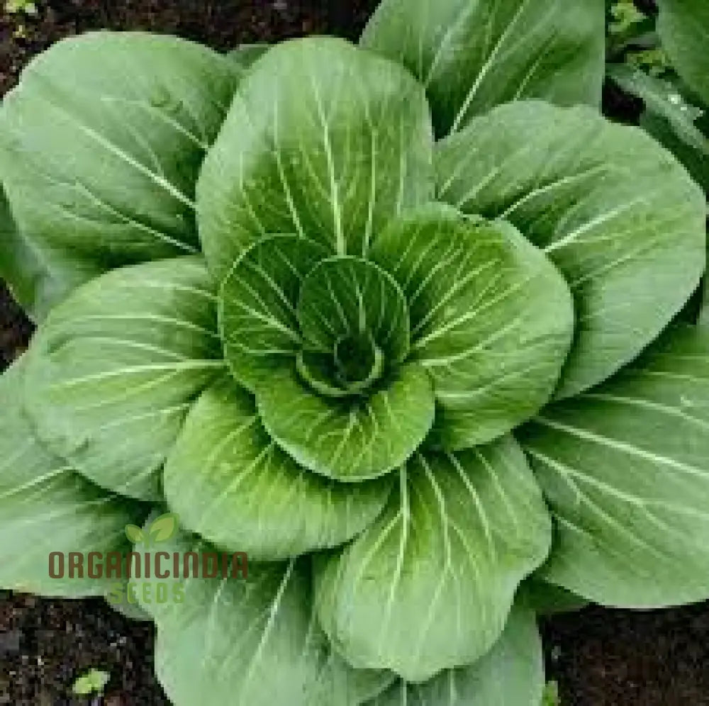 Pak Choi Da Cheong Chae F1 Seeds - Premium Gardening For Vibrant Greens