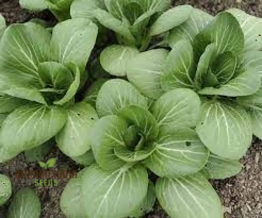 Pak Choi Da Cheong Chae F1 Seeds - Premium Gardening For Vibrant Greens