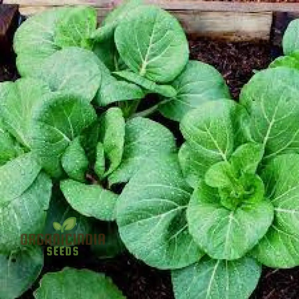 Pak Choi Da Cheong Chae F1 Seeds - Premium Gardening For Vibrant Greens