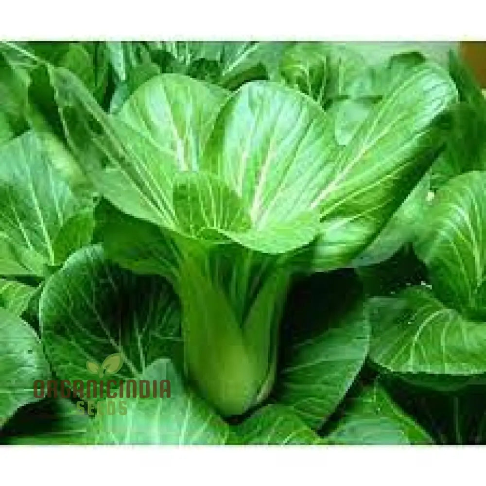 Pak Choi Da Cheong Chae F1 Seeds - Premium Gardening For Vibrant Greens