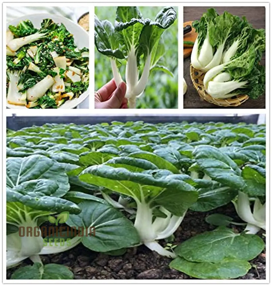 Pak Choi Extra Dwarf Seeds For Planting Your Garden - Organic Gardening