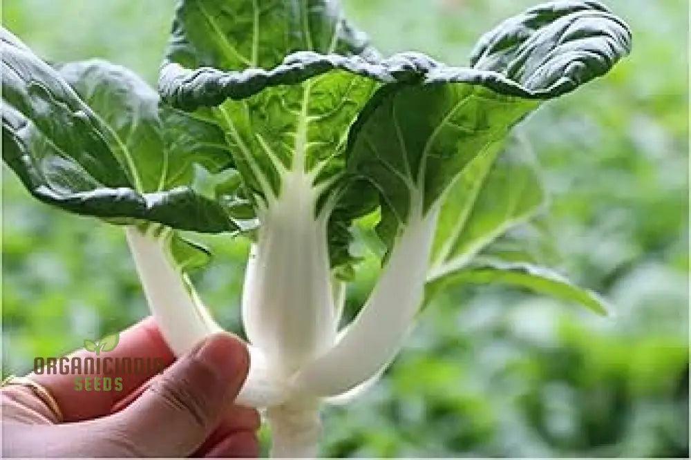 Pak Choi Extra Dwarf Seeds For Planting Your Garden - Organic Gardening