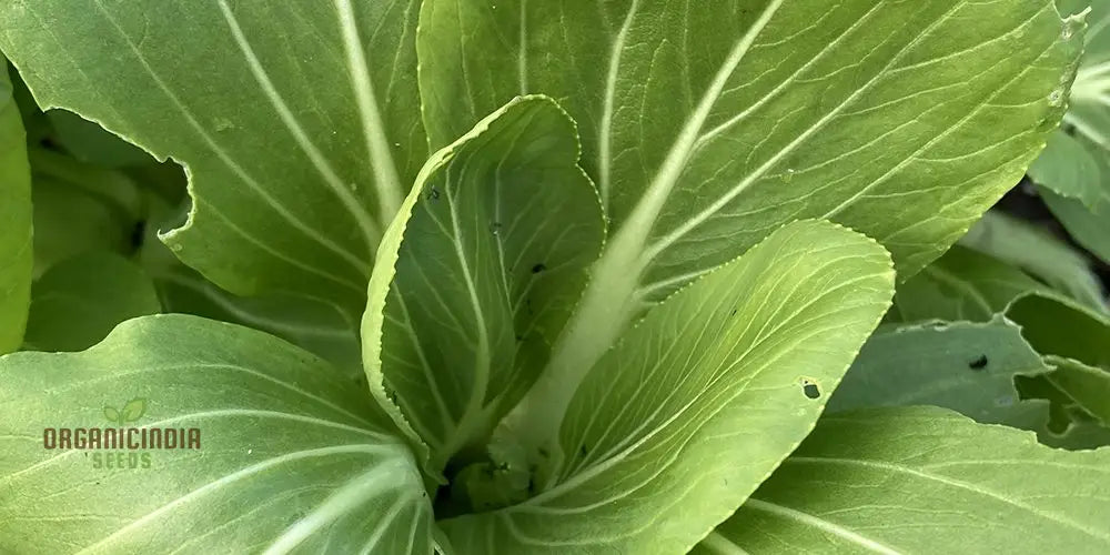 Pak Choi Goku F1 Vegetable Seeds High-Yielding Hybrid Chinese Cabbage For Home Gardens