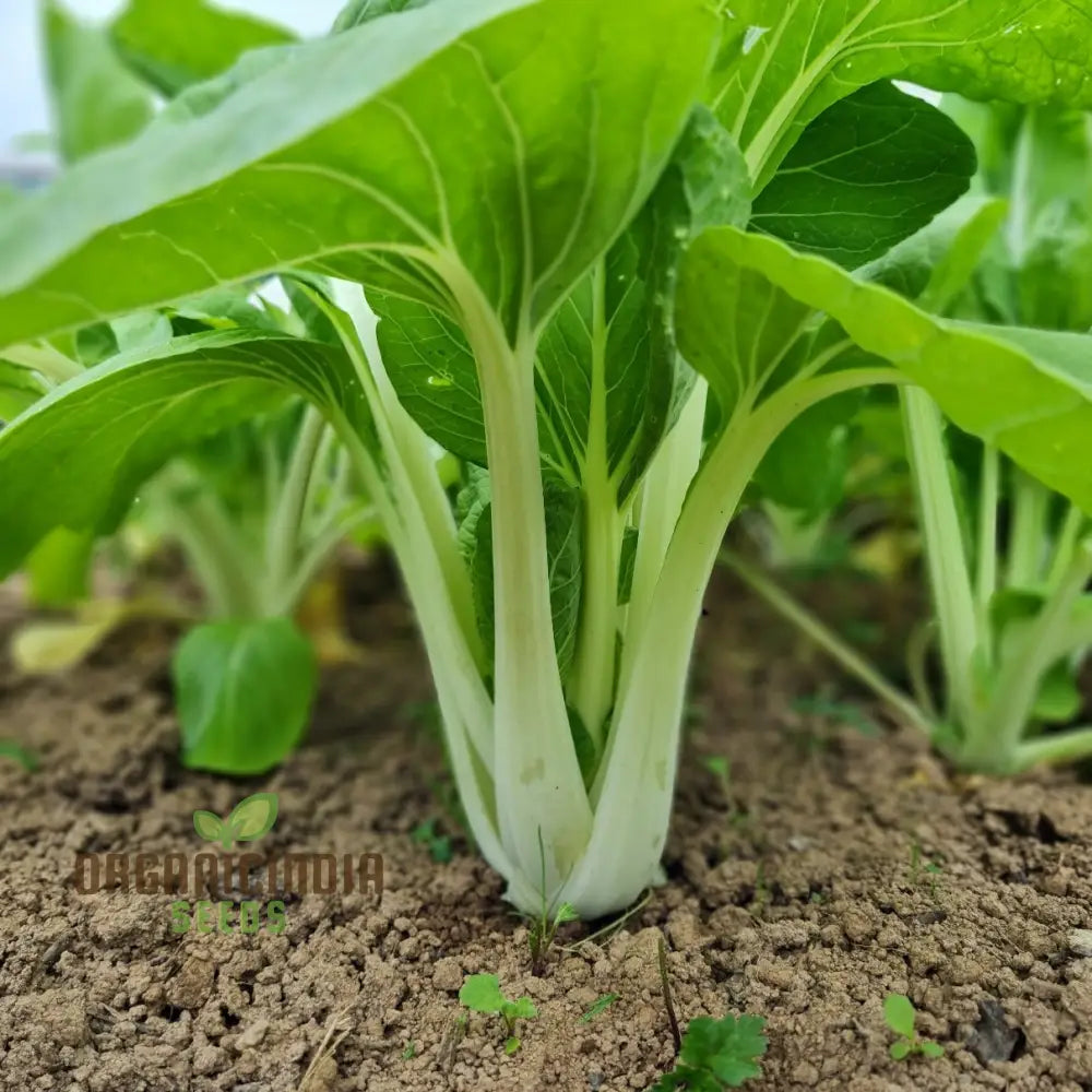 Pak Choi Goku F1 Vegetable Seeds High-Yielding Hybrid Chinese Cabbage For Home Gardens