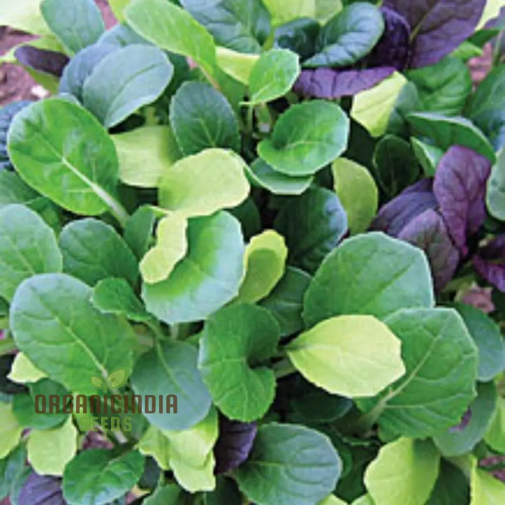 Pak Choi Goku F1 Vegetable Seeds High-Yielding Hybrid Chinese Cabbage For Home Gardens