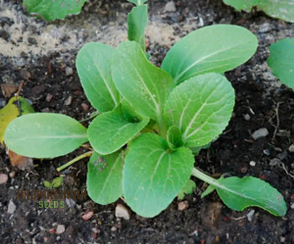 Pak Choi Goku F1 Vegetable Seeds High-Yielding Hybrid Chinese Cabbage For Home Gardens