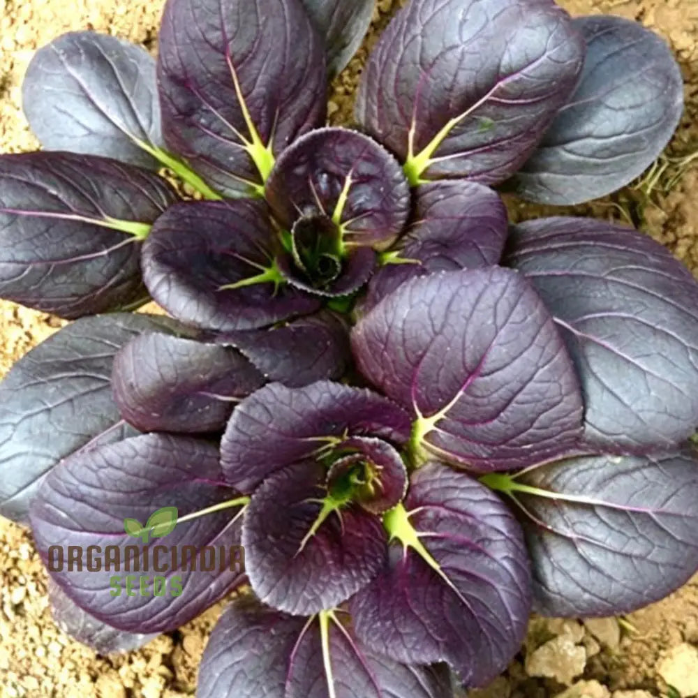 Pak Choi Red F1 Seeds – Elevate Your Gardening Experience With Nutrient-Rich Flavorful Harvests