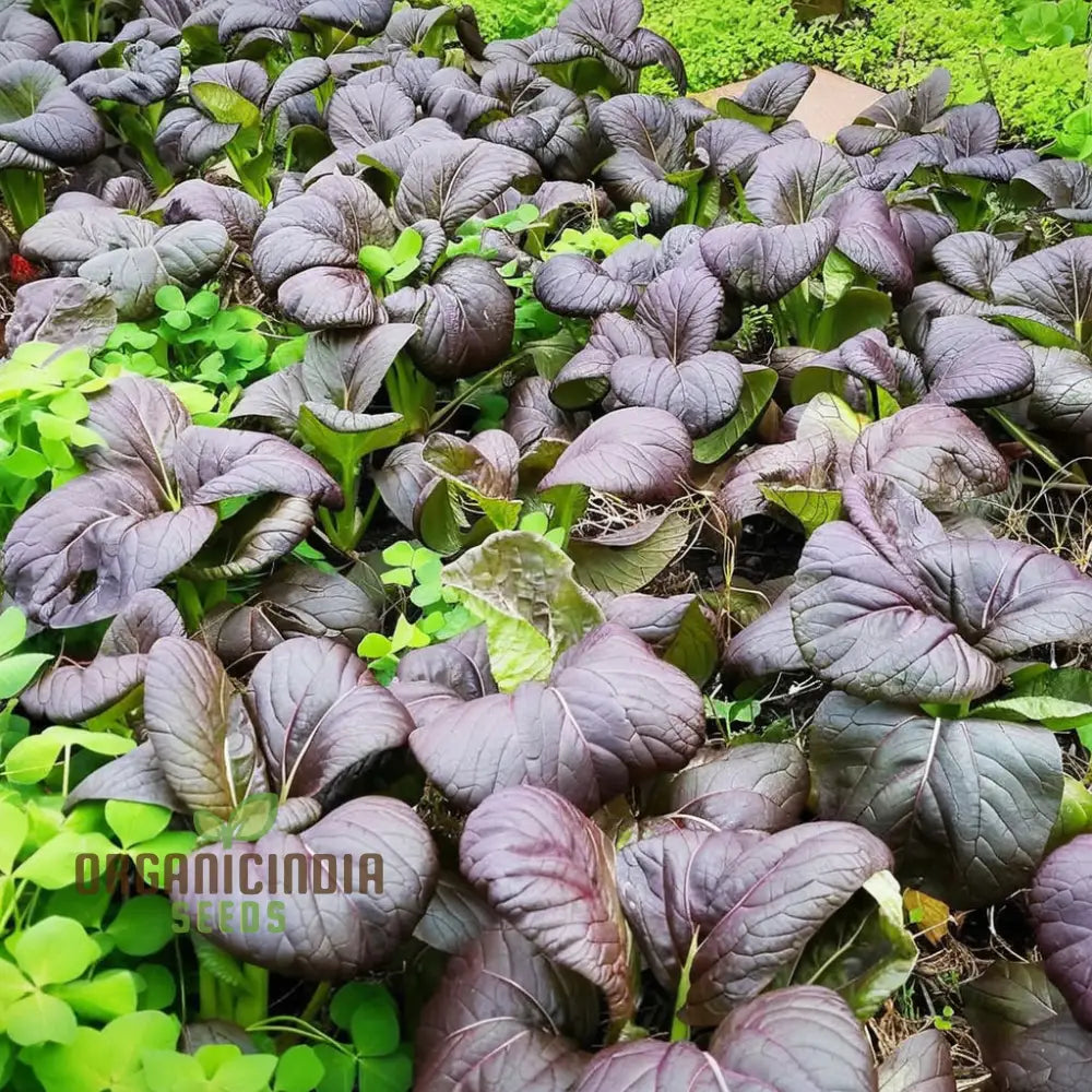 Pak Choi Red F1 Seeds – Elevate Your Gardening Experience With Nutrient-Rich Flavorful Harvests