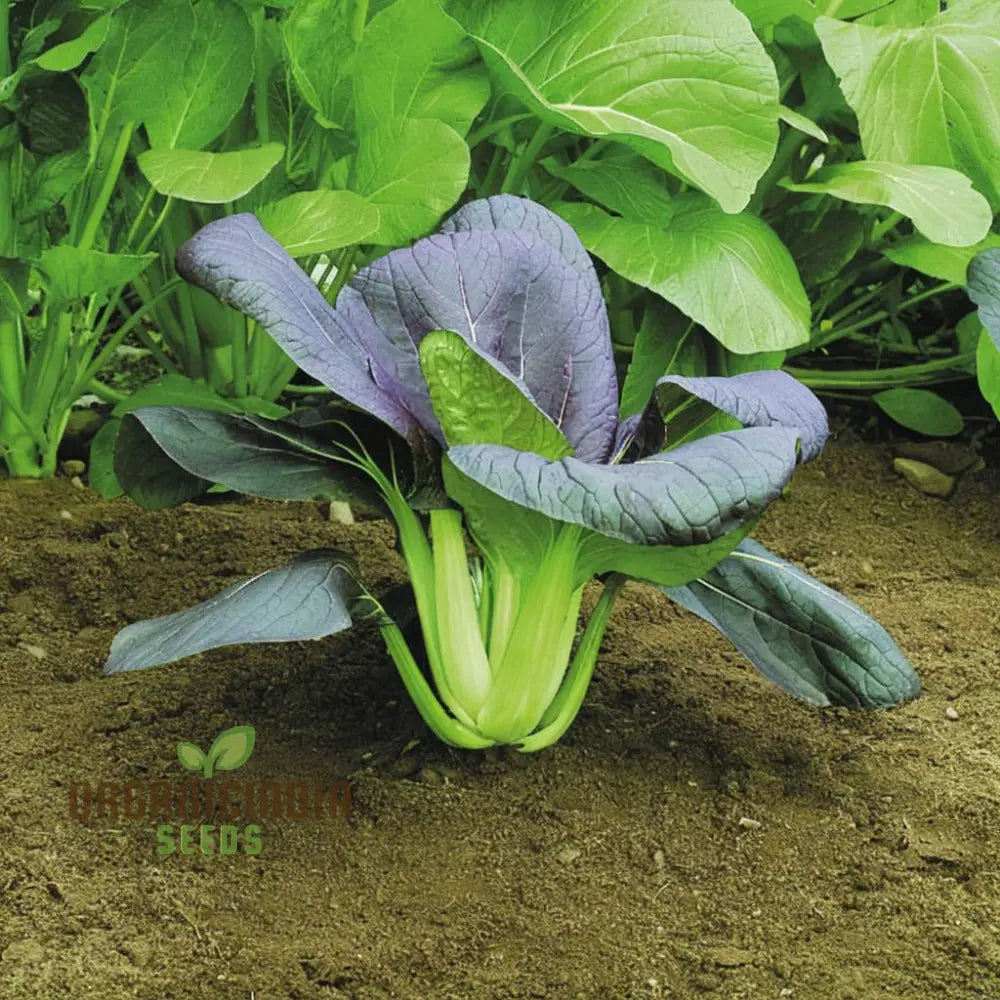 Pak Choi Red F1 Seeds – Elevate Your Gardening Experience With Nutrient-Rich Flavorful Harvests