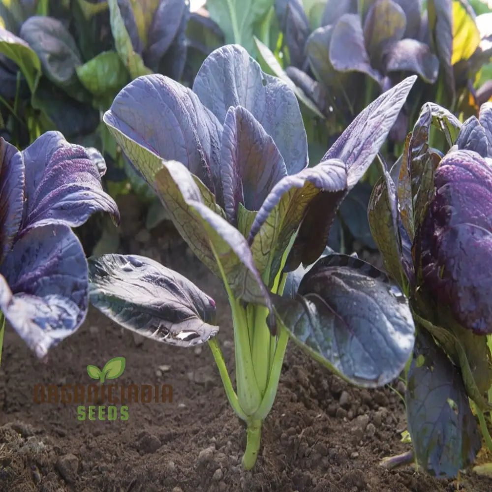 Pak Choi Red F1 Seeds – Elevate Your Gardening Experience With Nutrient-Rich Flavorful Harvests