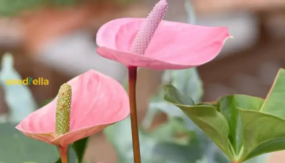 Pale Pink Anthurium Andraeanu Seeds For Planting - Vibrant Blooms Your Garden Flower