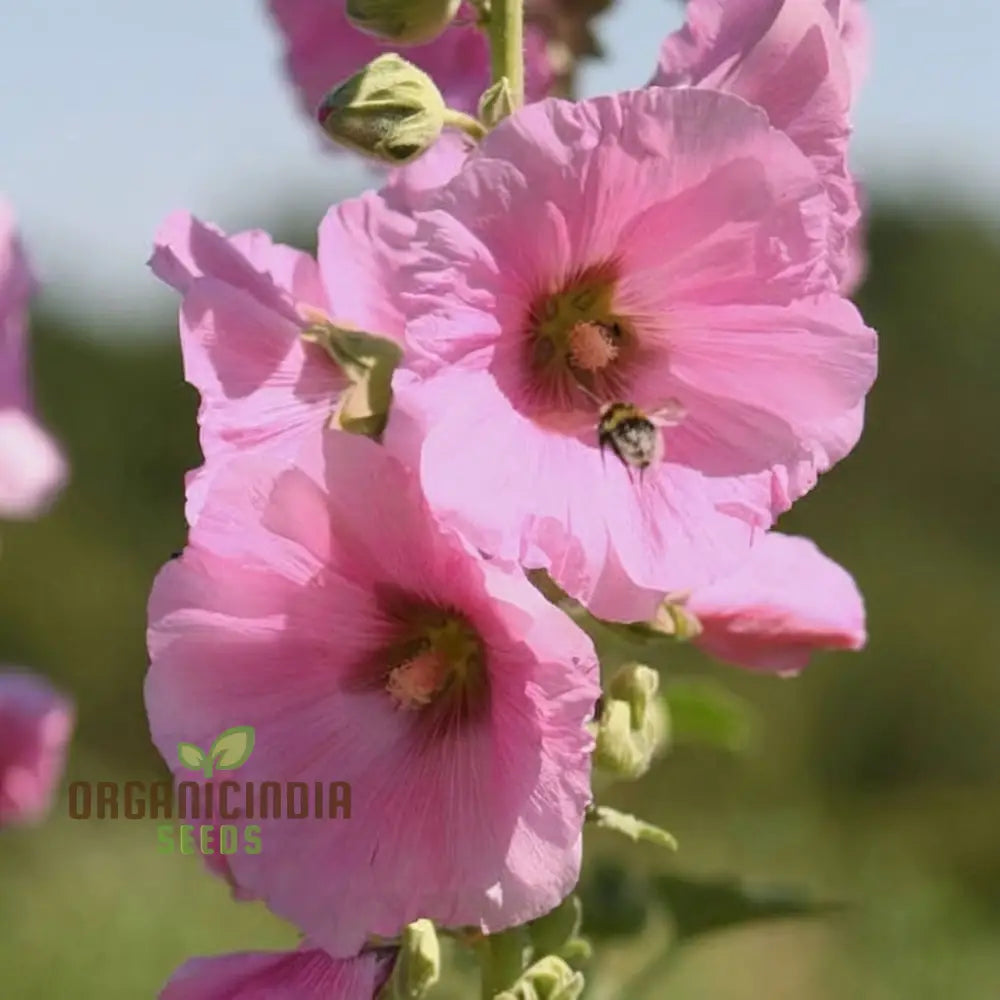 Pale Pink Hollyhock Flower Seeds Elegant And Towering Blooms Easy-To-Growing Graceful Charming