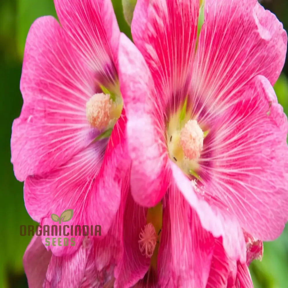 Pale Pink Hollyhock Flower Seeds Elegant And Towering Blooms Easy-To-Growing Graceful Charming