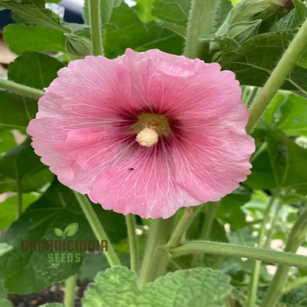 Pale Pink Hollyhock Flower Seeds Elegant And Towering Blooms Easy-To-Growing Graceful Charming