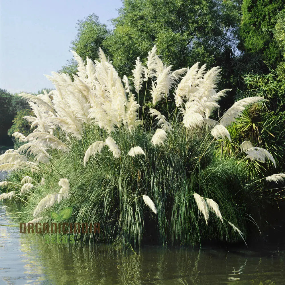 Pampas Grass (Cortaderia Selloana) From Seeds For Majestic Beauty And Ornamental Flair In Your