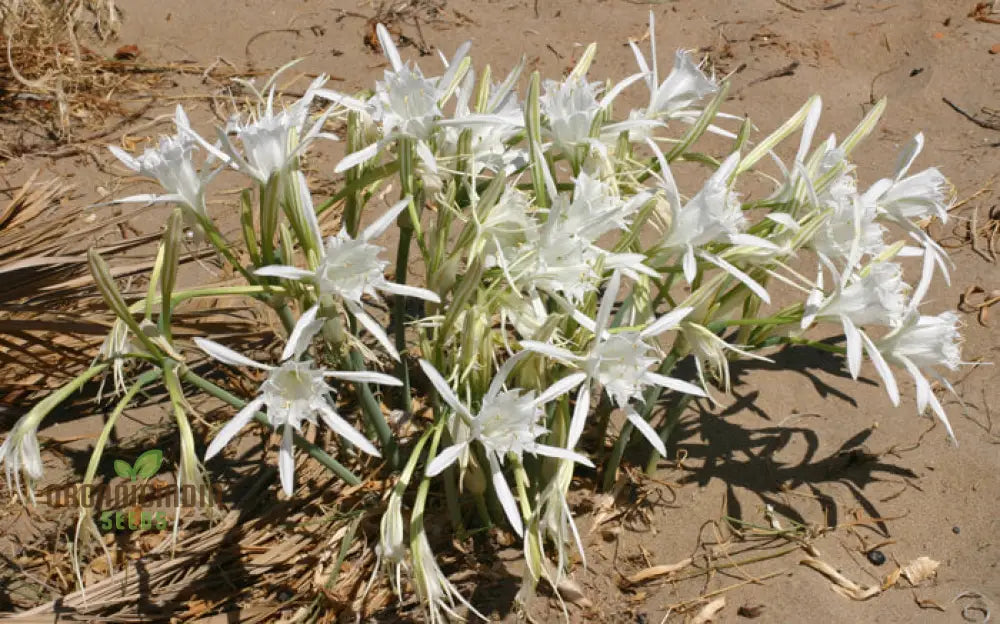 Pancratium Maritimum Seeds For Your Garden: Rare Mediterranean Sea Daffodil Perfect Gardening