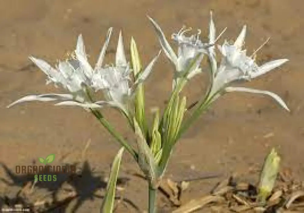 Pancratium Maritimum Seeds For Your Garden: Rare Mediterranean Sea Daffodil Perfect Gardening