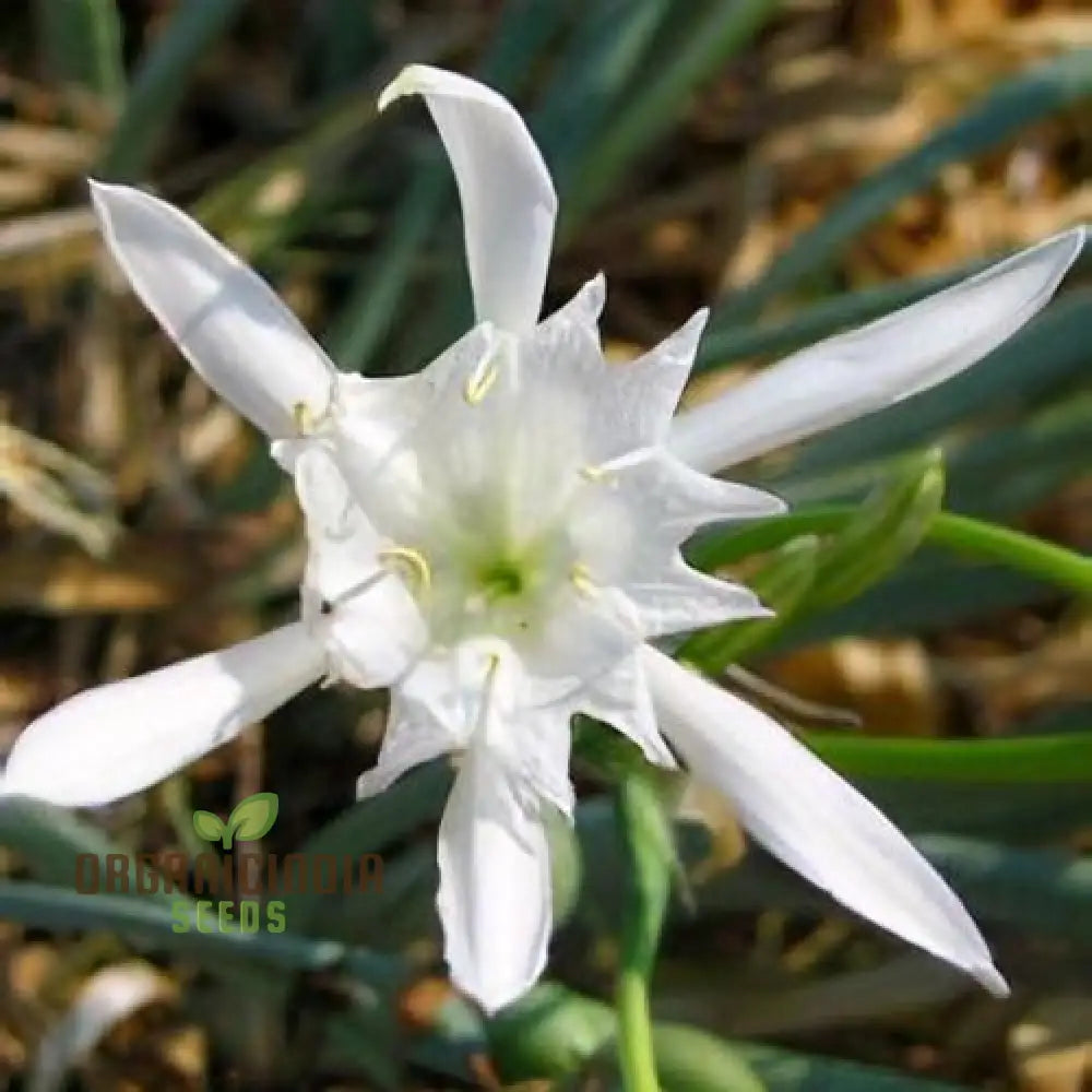 Pancratium Maritimum Seeds For Your Garden: Rare Mediterranean Sea Daffodil Perfect Gardening