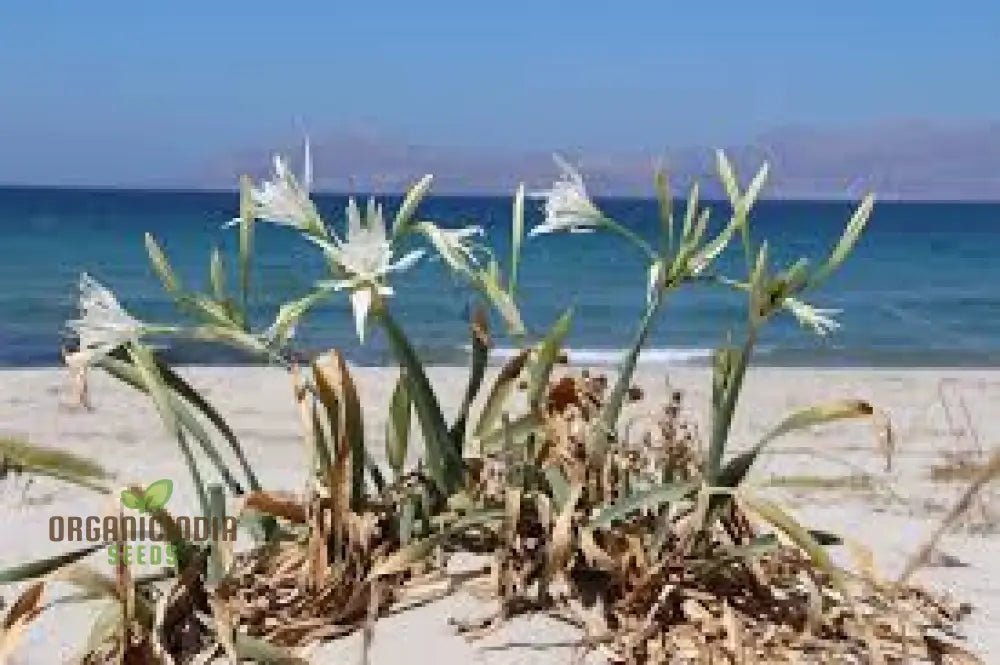 Pancratium Maritimum Seeds For Your Garden: Rare Mediterranean Sea Daffodil Perfect Gardening