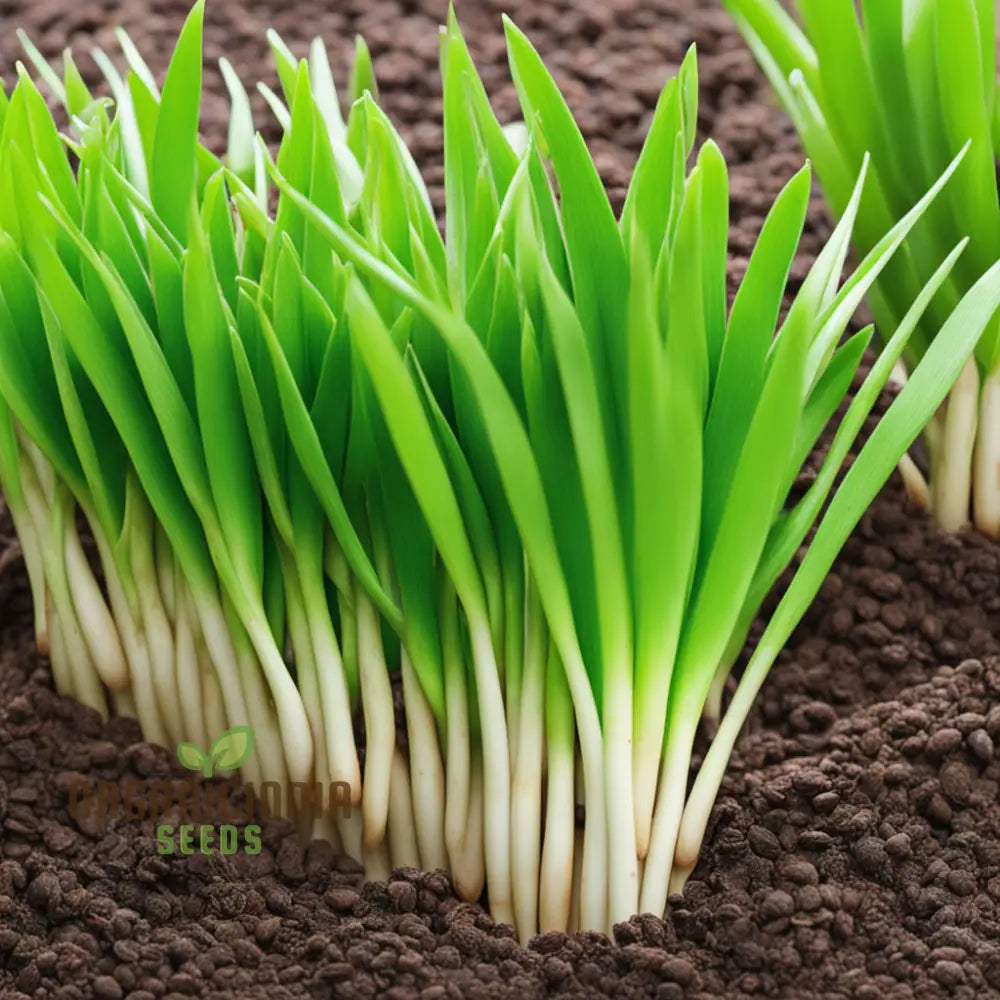 Pandan Plant Seeds Elevate Your Garden With Abundant Growth In Every Pack 100 Pcs