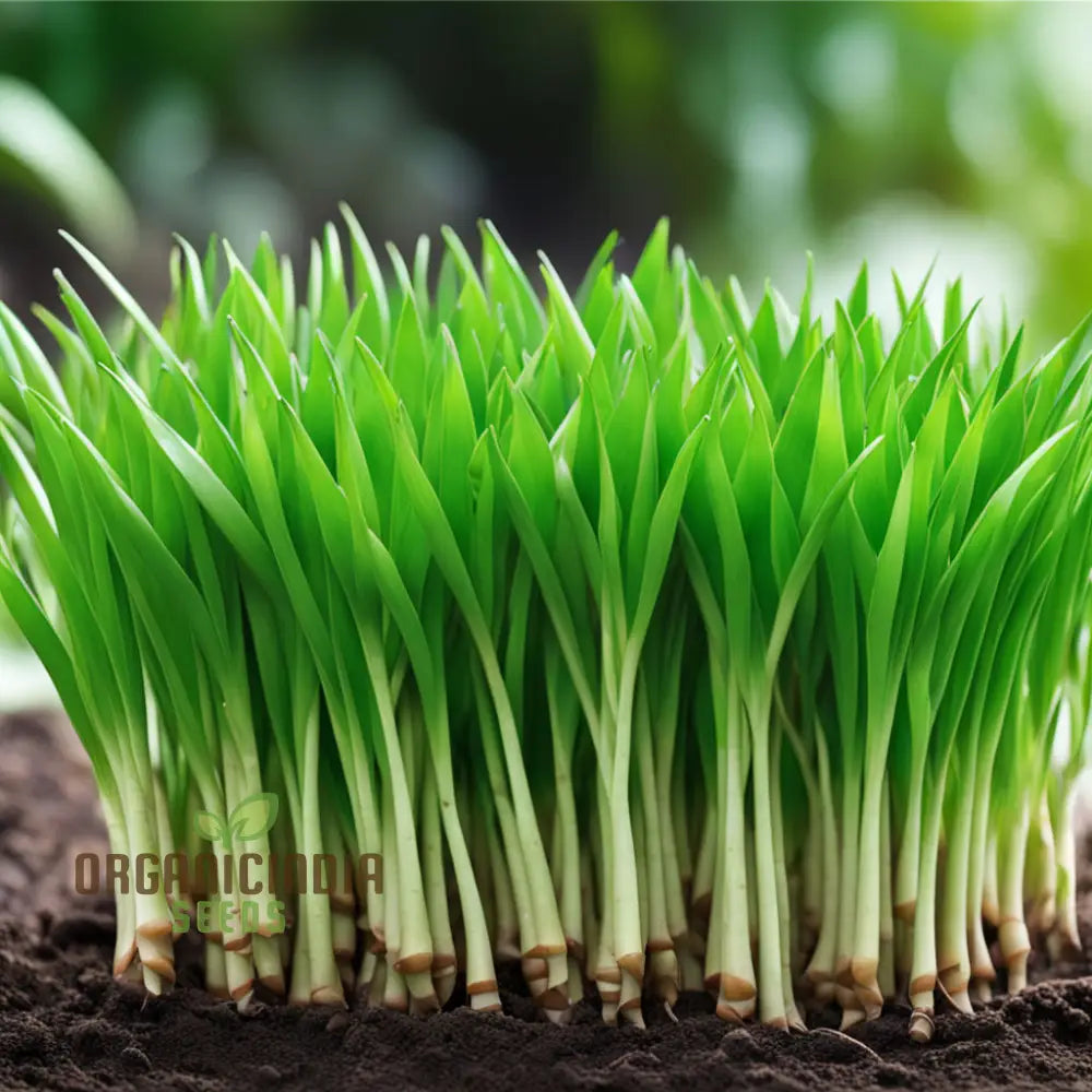 Pandan Plant Seeds Elevate Your Garden With Abundant Growth In Every Pack 1000 Pcs