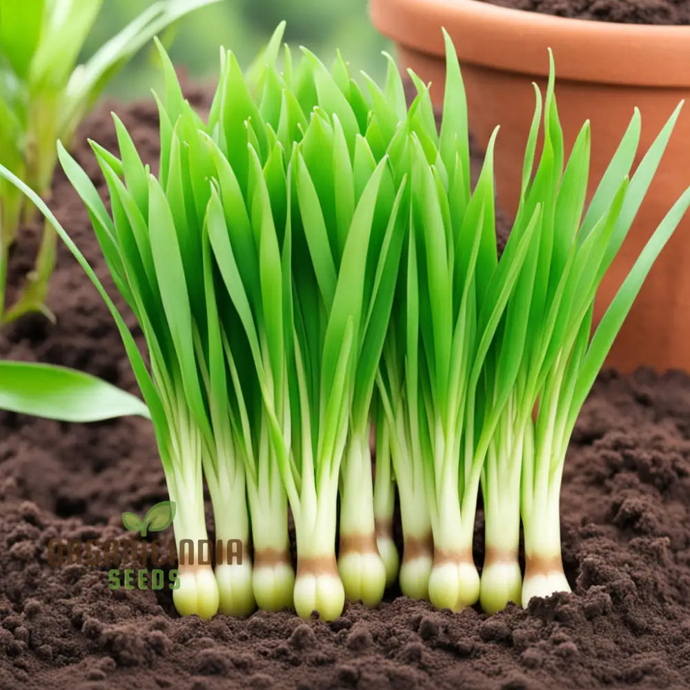 Graines de plantes Pandan, améliorez votre jardin avec une croissance abondante dans chaque paquet