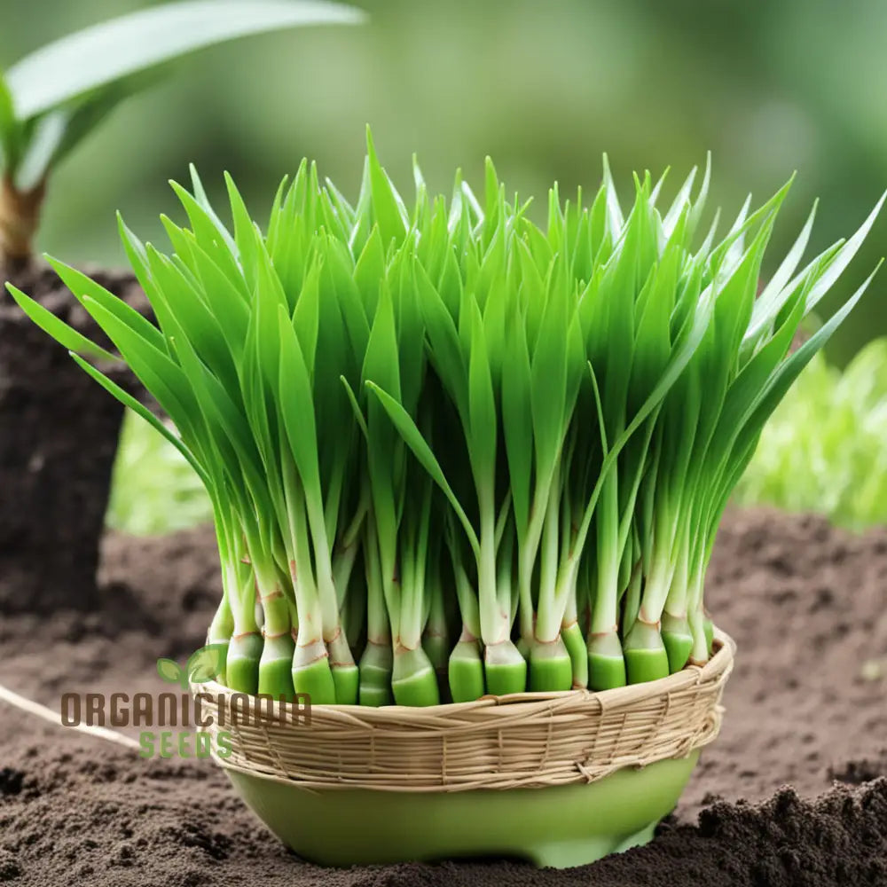 Pandan Plant Seeds Elevate Your Garden With Abundant Growth In Every Pack