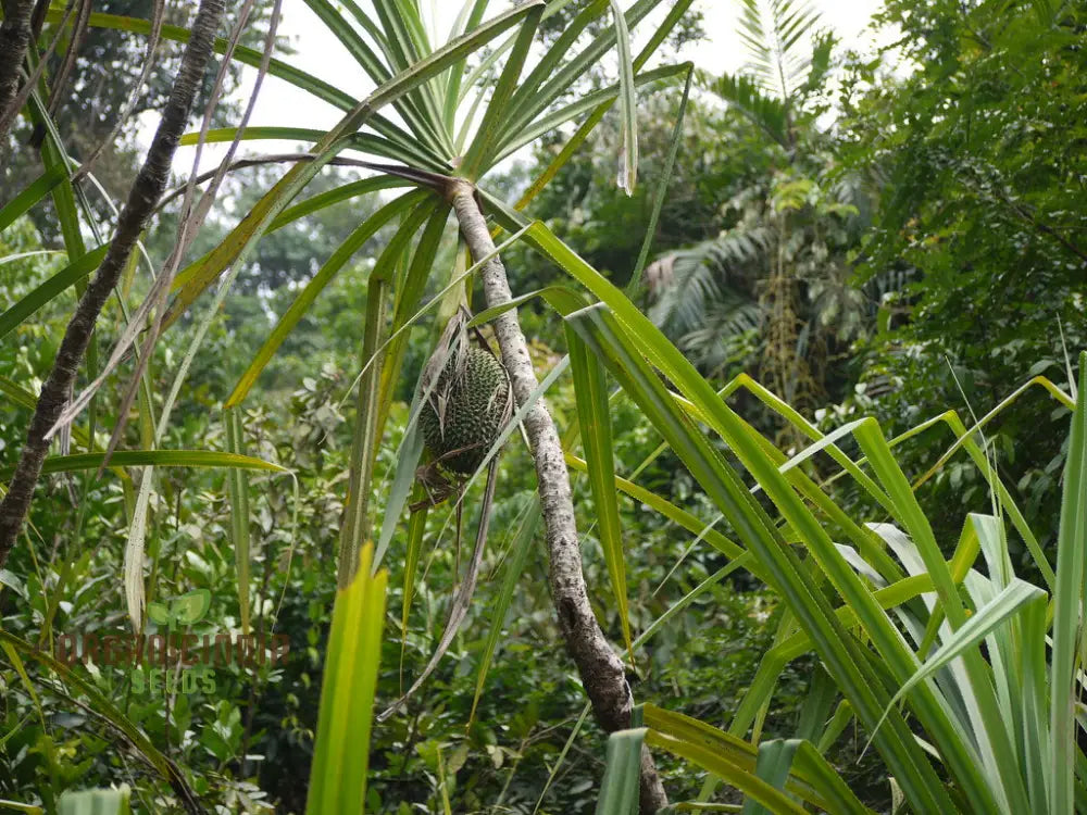 Pandanus Furcatus Seeds For Exotic Gardening Enthusiasts - Grow Your Own Tropical Beauty At Home