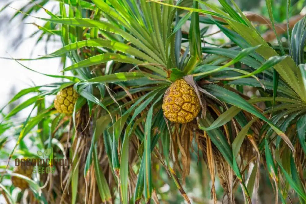 Pandanus Furcatus Seeds For Exotic Gardening Enthusiasts - Grow Your Own Tropical Beauty At Home