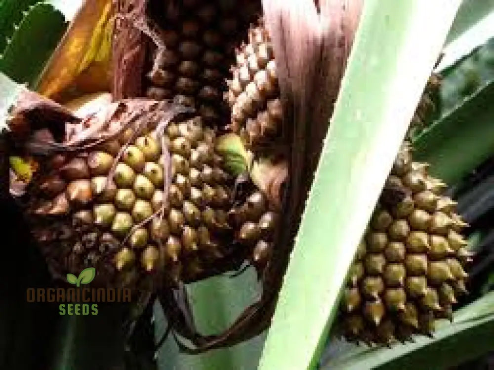 Pandanus Furcatus Seeds For Exotic Gardening Enthusiasts - Grow Your Own Tropical Beauty At Home