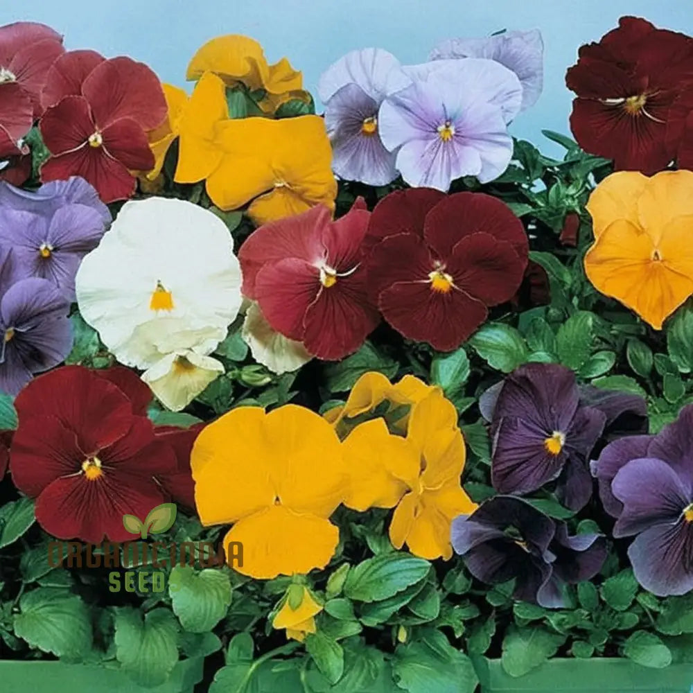 Pansy Clear Crystals Mixed Seeds - Grow Vibrant And Crystal-Clear Pansies In Your Garden