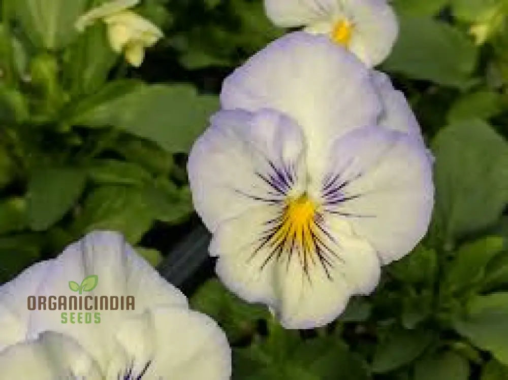 Pansy Cooling Greeting Frost Seeds Planting 100 Pcs Flower Seeds