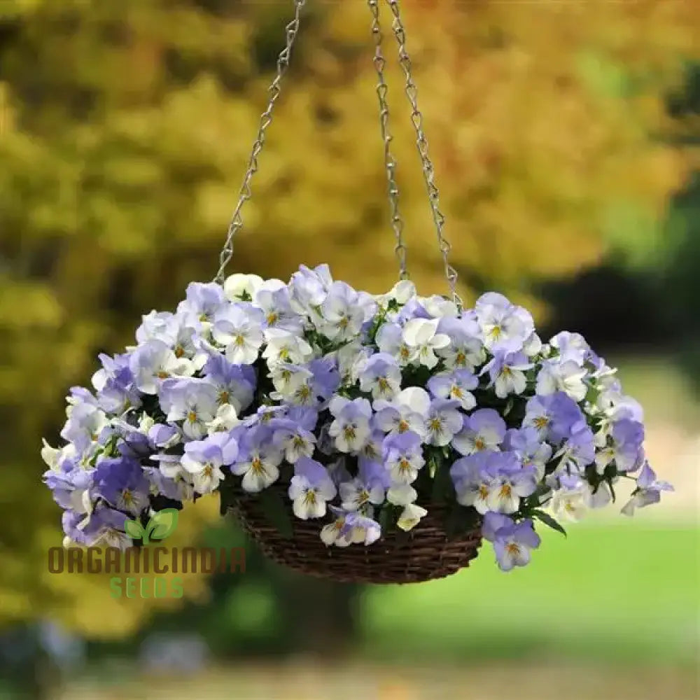 Pansy Cooling Greeting Frost Seeds Planting 100 Pcs Flower Seeds